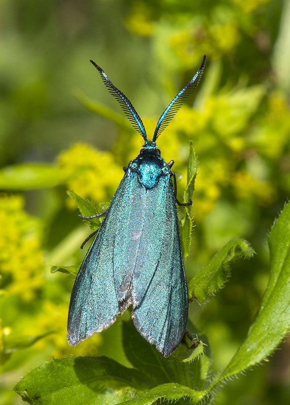 Zygaenidae - Adscita e Jordanita sp.